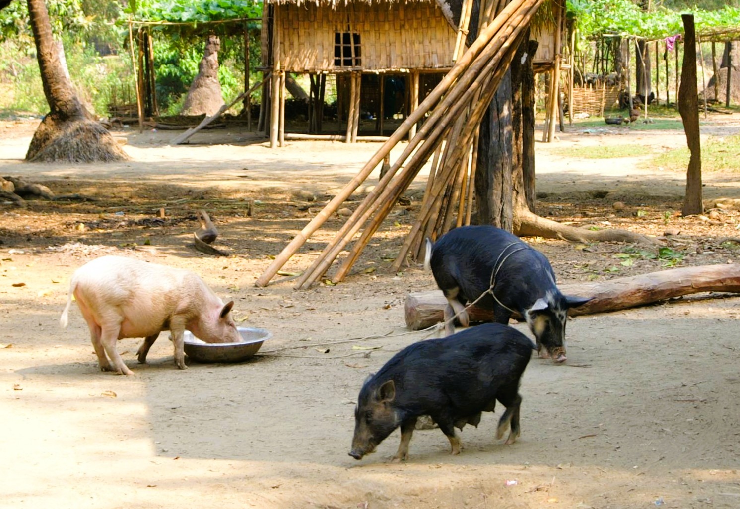 ASF outbreaks cut Myanmar’s pig herd by 23%