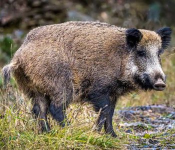 Las 39 granjas porcinas de España cercanas al foco han dado negativo en Peste Porcina Africana (PPA), según confirma el Govern de Cataluña.