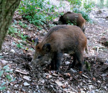 España confirma la aparición de siete nuevos jabalíes muertos por PPA en el área del primer brote