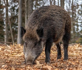 Las autoridades españolas confirman otros diez jabalíes muertos por PPA en Cataluña, elevando a 26 el total de animales silvestres positivos.