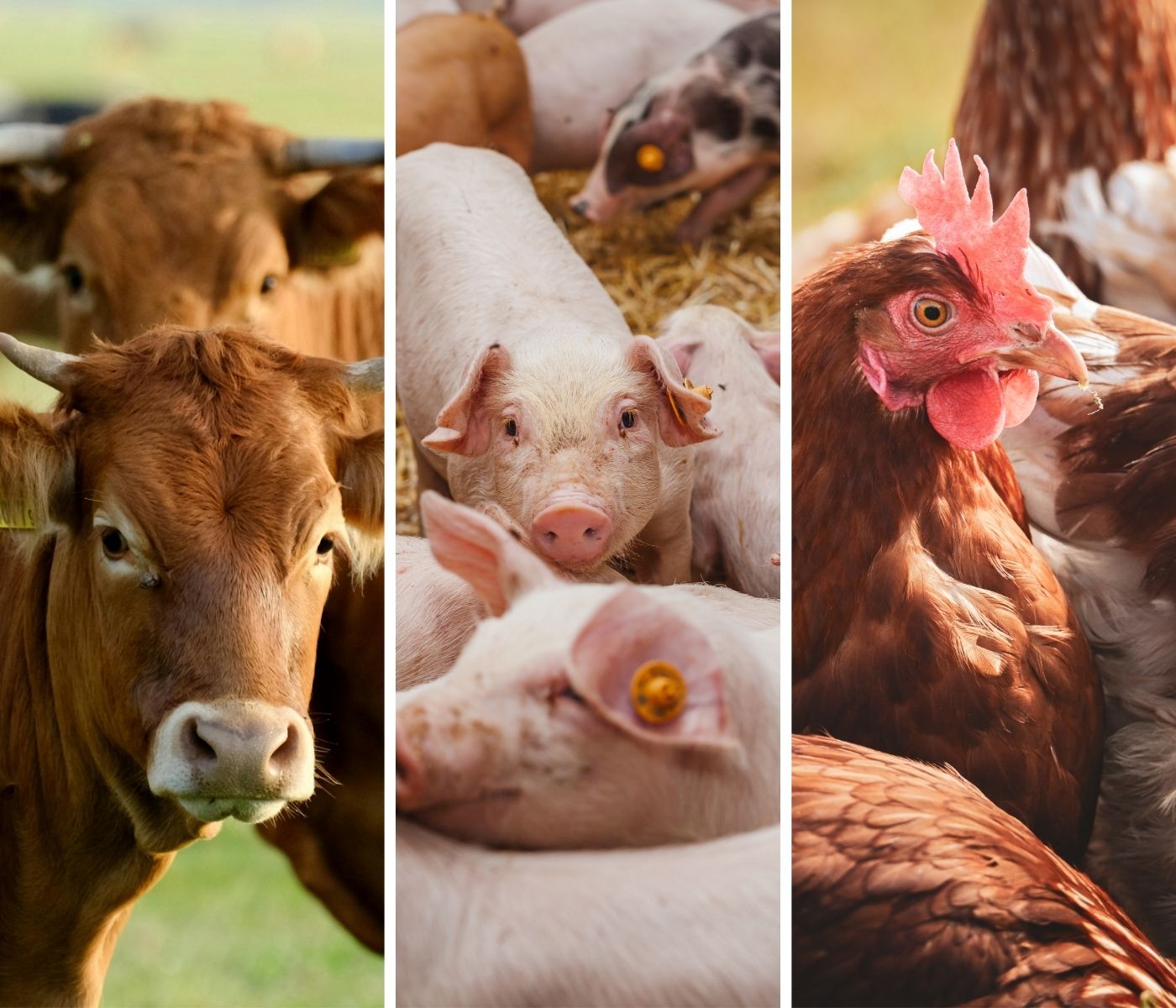 Rabobank analiza el comportamiento de las proteínas animales hacia 2026