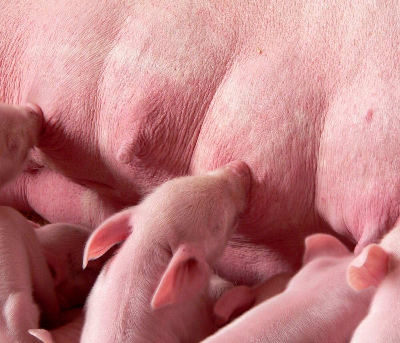 Suplementación de Lisina al final de la gestación para estimular el desarrollo mamario de cerdas primerizas