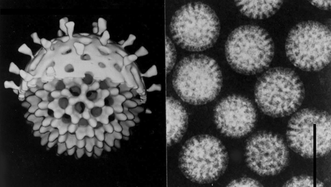 Severe diarrhea outbreaks in newborn piglets in China associated with porcine rotavirus B