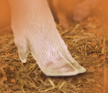 Salud de las pezuñas de cerdo: su impacto en la productividad, el bienestar animal y los resultados económicos en la producción porcina.