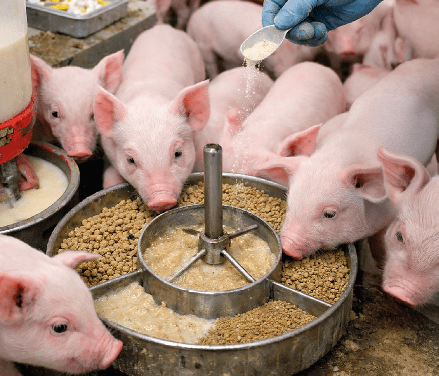 Estrategia nutricional active feeding en lechones destetados PRRS positivos