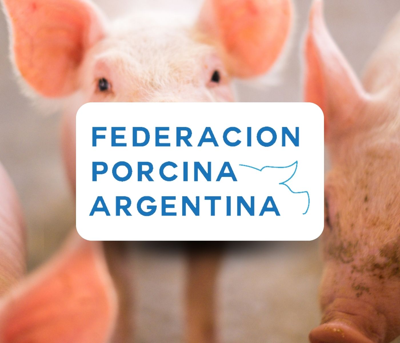 Producción porcina en Argentina: costos, importaciones y agenda sectorial