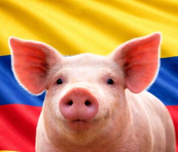 El ICA presenta los resultados del Censo Porcino Colombia. Conozca el n° total de predios y cerdos clasificados por sistema de producción.