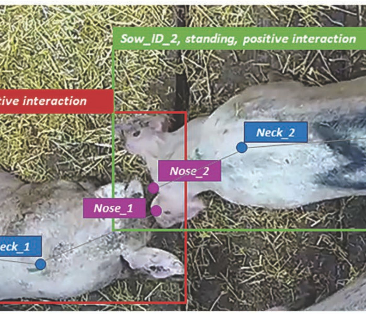 Sistema de análisis de imágenes permite monitorear el bienestar de las cerdas en grupos