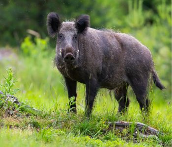España alcanza los 64 casos de PPA tras cuatro nuevos positivos en Cataluña, todos detectados en jabalíes mediante vigilancia pasiva.