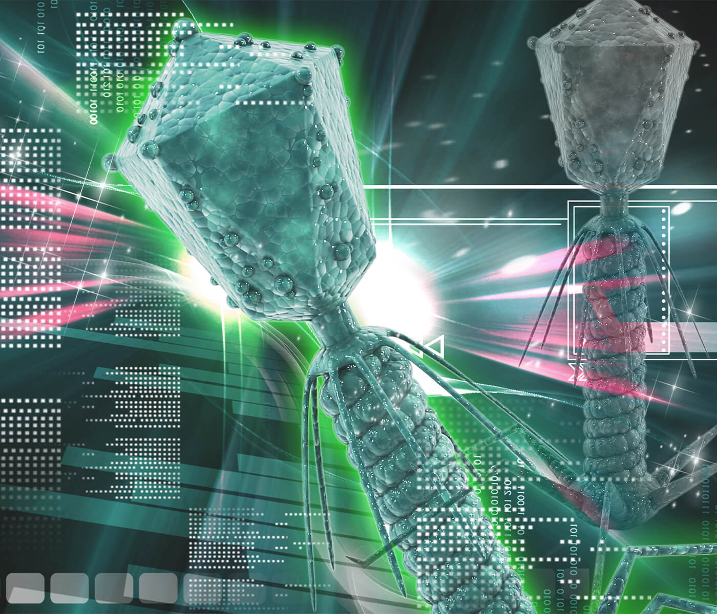 El microbioma intestinal porcino alberga una amplia diversidad de fagos...