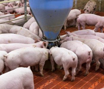 La nutrición porcina cumple un rol clave en la sostenibilidad al mejorar la eficiencia alimenticia, reducir emisiones, optimizar recursos y responder a las demandas ambientales y sociales del sector.