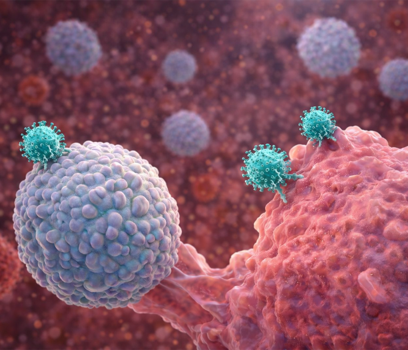 El virus de la PPA disrumpe el eje inmunitario innato-adaptativo