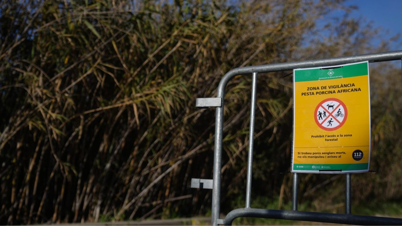 Cataluña levantará pronto las restricciones por PPA en 79 municipios de Barcelona tras analizar 863 jabalíes