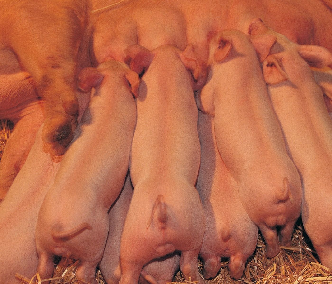 Desafíos de la hiperprolificidad: estrategias para un mejor crecimiento del lechón