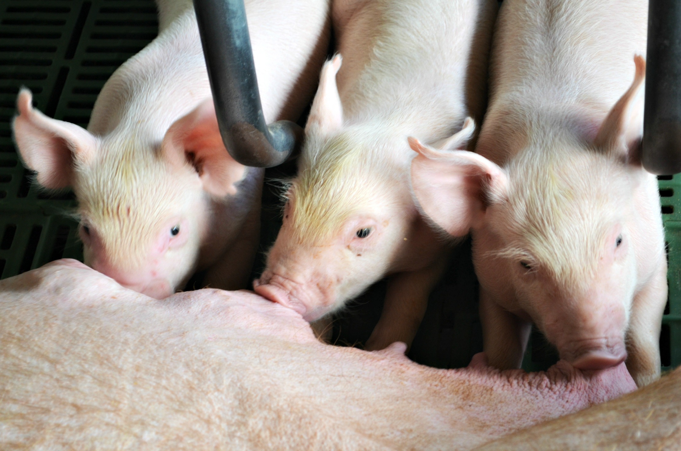 Maternal diet found to shape piglet gut health