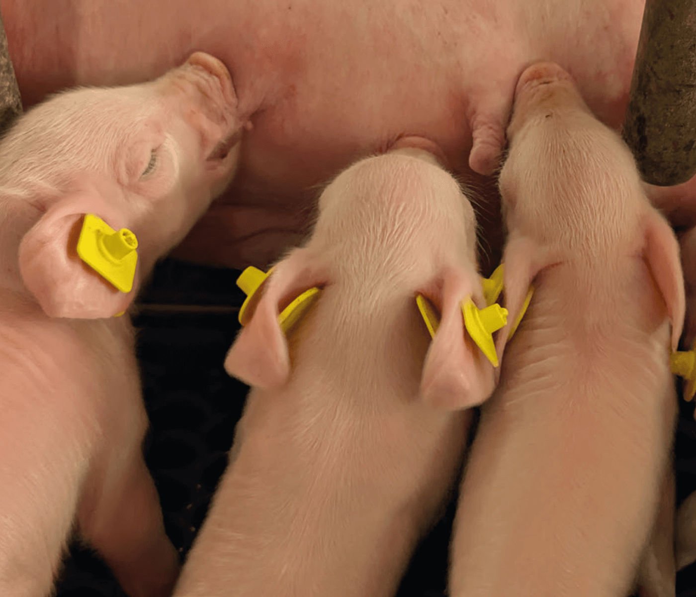 La apuesta ganadora de Porgaor, Grupo LANKA: el sistema de alimentación individualizada en maternidades, Materneo de Asserva