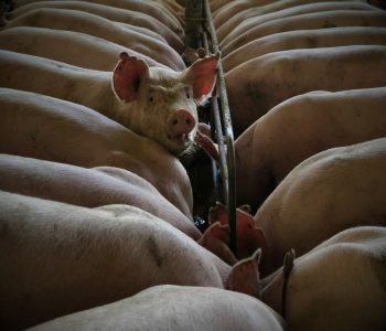 Enfermedades respiratorias porcinas y bioseguridad para reducir la transmisión aerógena de PRRS e influenza en granjas.