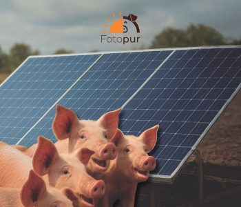 Purines y energía renovable se integran en el Proyecto FOTOPUR mediante fotovoltaica flotante para reducir emisiones de amoníaco.