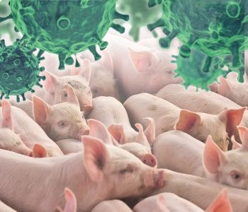 El aumento de la mortalidad en lechones después del destete está estrechamente relacionado con el estrés, la inmunosupresión