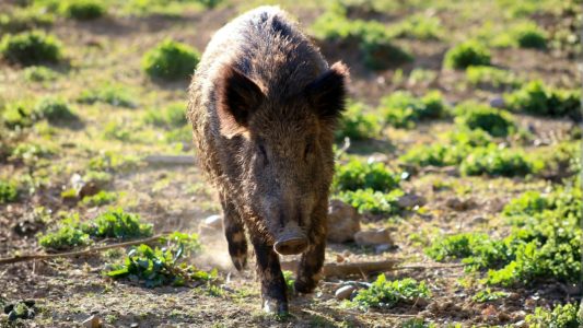 La Peste Porcina Africana (PPA) avanza y llega por primera vez al Baix Llobregat tras detectarse un jabalí infectado en Sant Feliu.