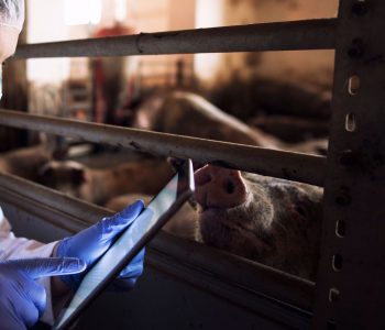 Embrapa implementa una plataforma que integra datos de laboratorio para el monitoreo y análisis de riesgos de enfermedades porcinas.