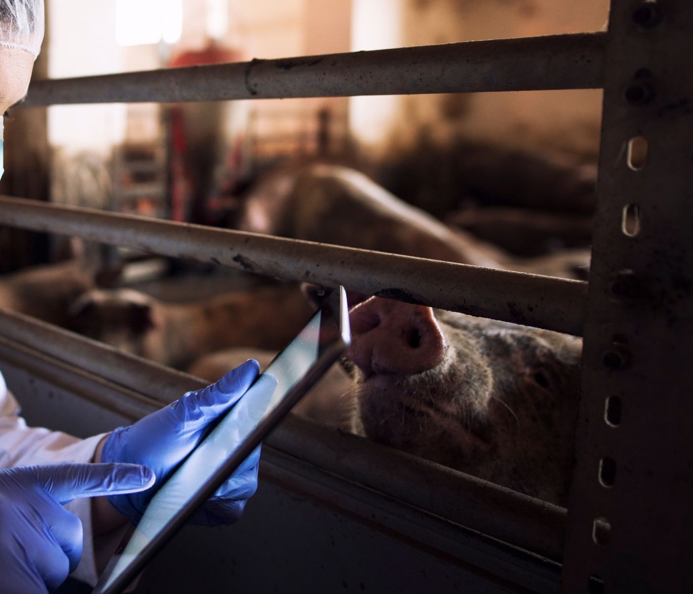 Brasil: Embrapa implementa un sistema digital para el monitoreo y análisis de enfermedades porcinas