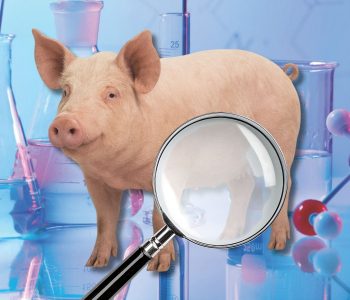 SÍNDROME DE DERMATITIS ULCERATIVA EN CERDAS