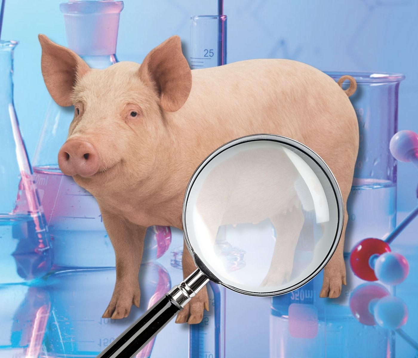 Síndrome de dermatitis ulcerativa en cerdas: ¿te suena?