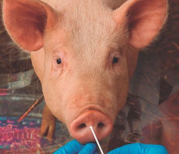 La calidad del diagnóstico veterinario comienza en la granja, con una correcta selección y toma de muestras.