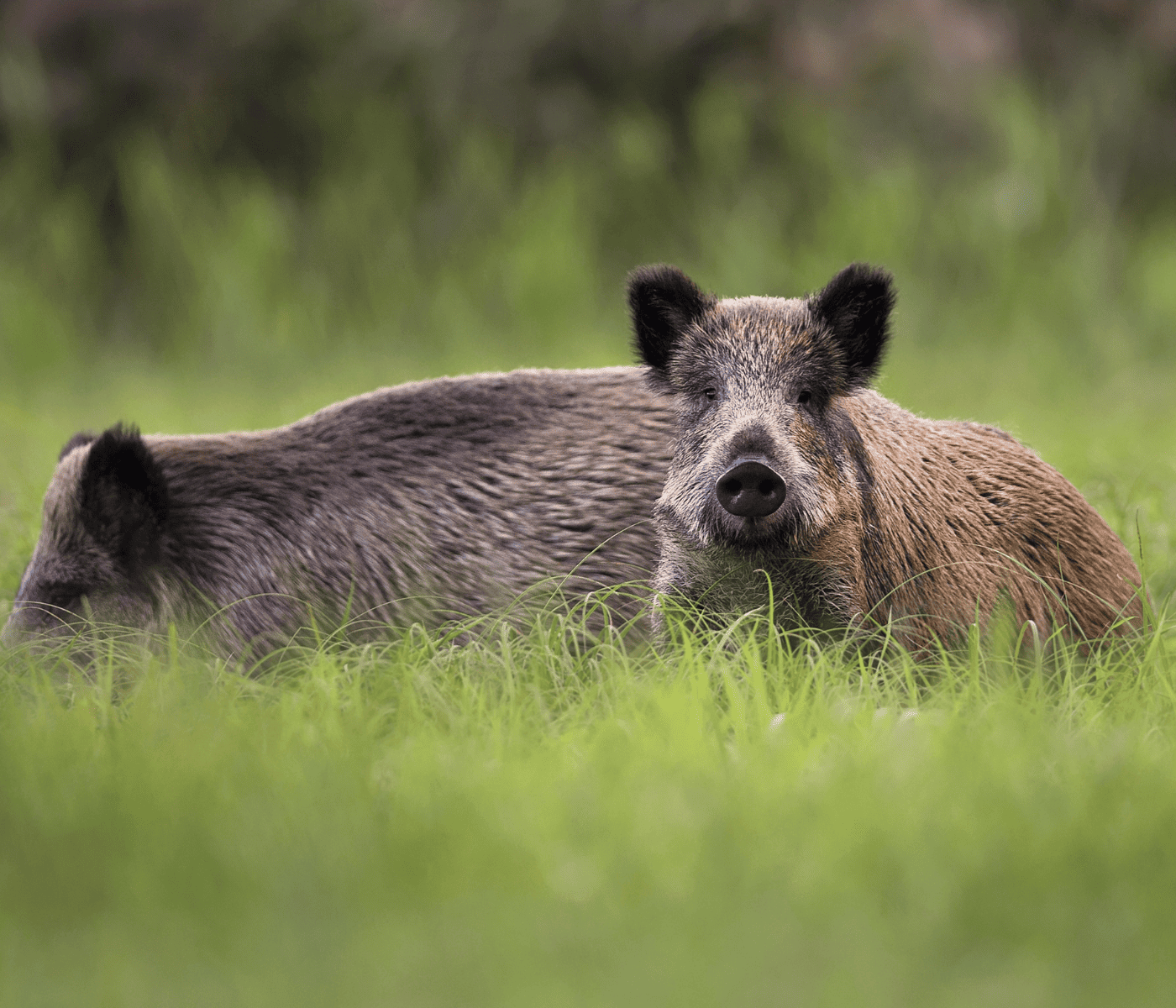 PPA en España: qué revela el último informe