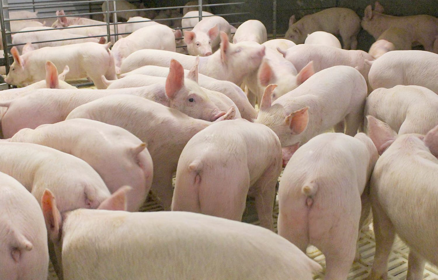 China’s pork giant targets expansion with Hong Kong listing