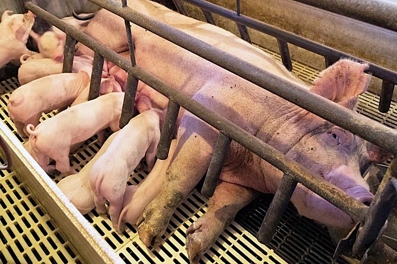 Selangor sultan rejects pig farming, urges pork imports