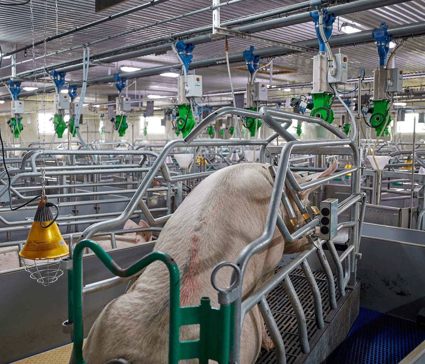La apuesta ganadora de Porgaor, Grupo LANKA: el sistema de alimentación individualizada en maternidades, Materneo de Asserva