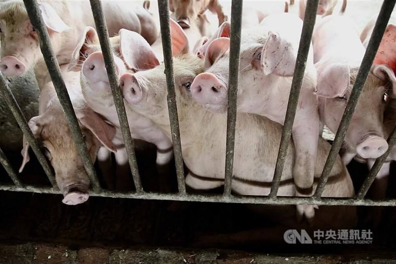 Taiwan reapplies for ASF-free status after Taichung outbreak