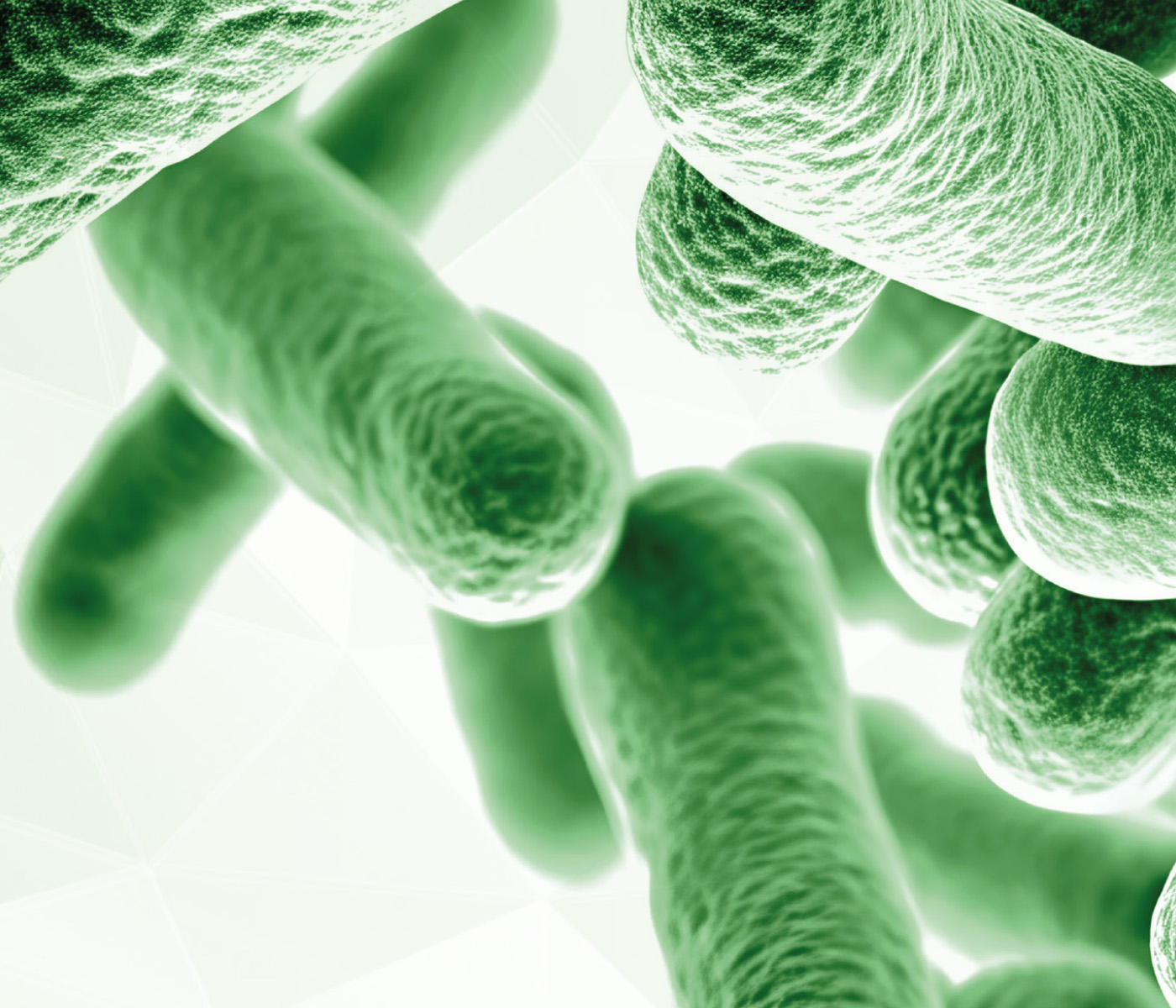 TechnoSpore: Probiótico Estratégico para Integridade Intestinal de Suínos