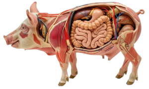 intestino-porcino-productividad-salud