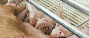 intestino-porcino-productividad-salud