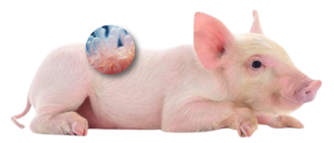 intestino-porcino-productividad-salud
