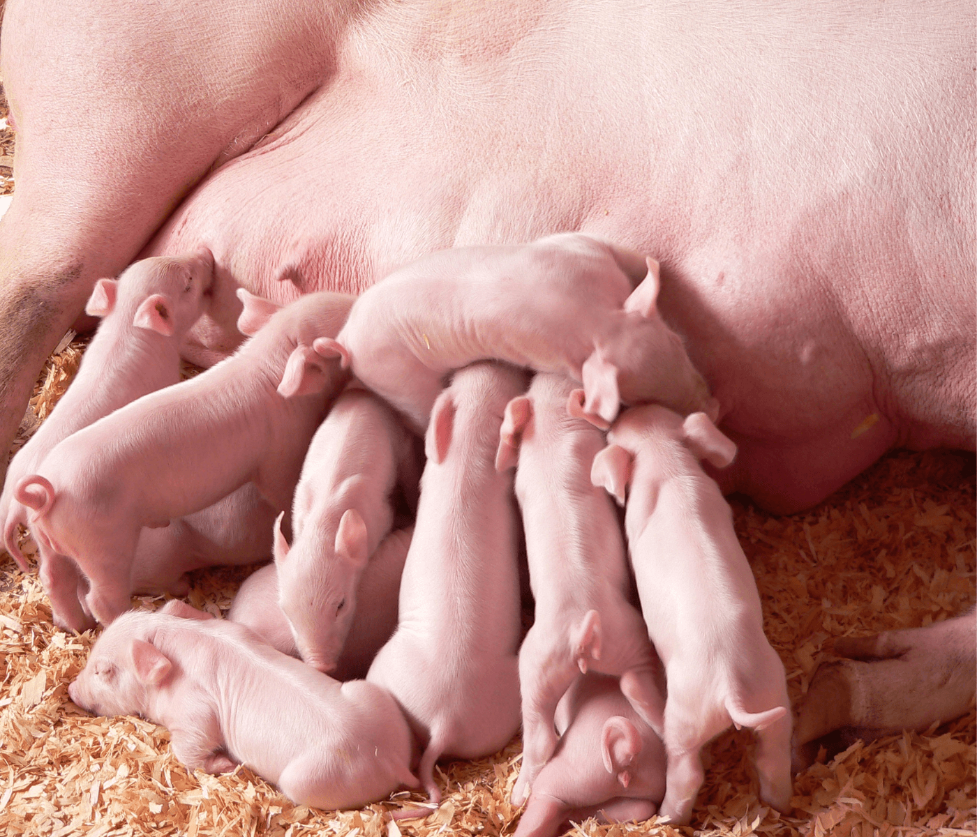 Reprodução: Por que o desenvolvimento folicular é decisivo para a eficiência?