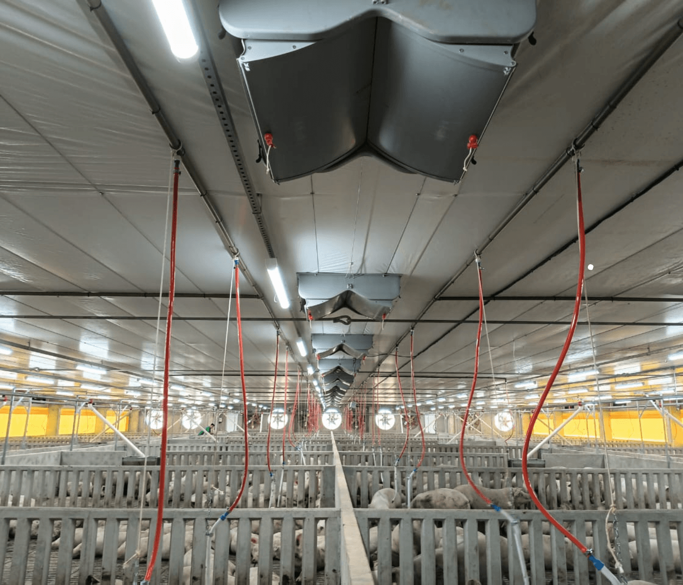 Nova UPL da Colonias Unidas inicia operação no Paraguai com suporte técnico da Agroceres PIC