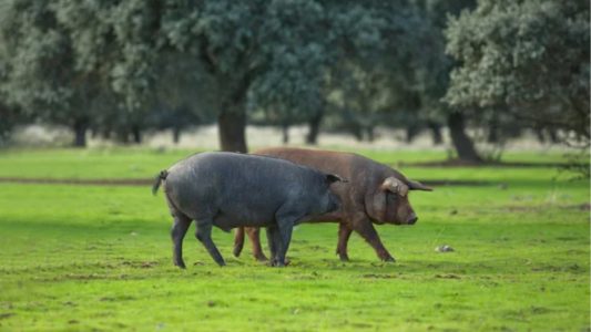 El ibérico logra una montanera excelente a pesar de la amenaza de la Peste Porcina Africana
