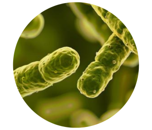 intestino-porcino-productividad-salud