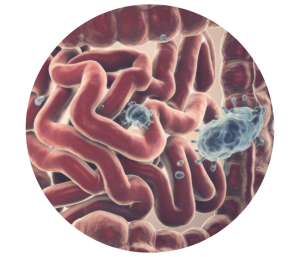 intestino-porcino-productividad-salud