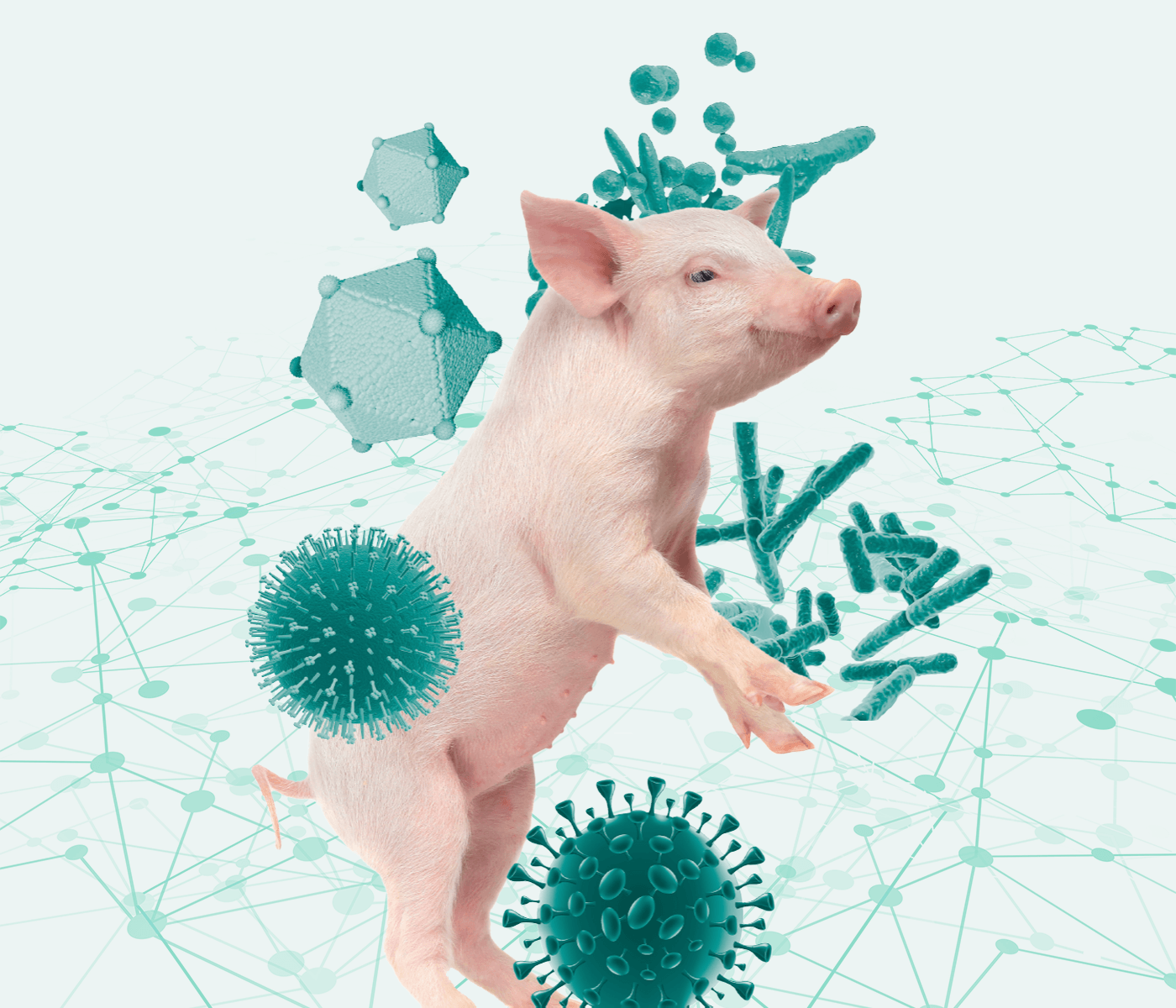 La cooperación microbiana detrás del Complejo Respiratorio Porcino