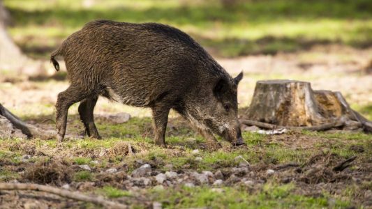 Cataluña suma cinco positivos más de peste porcina africana y alcanza los 232 casos