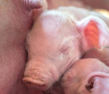 Evidencias sobre cómo el parto prolongado afecta la vitalidad, el equilibrio ácido-base y la mortalidad neonatal en lechones.