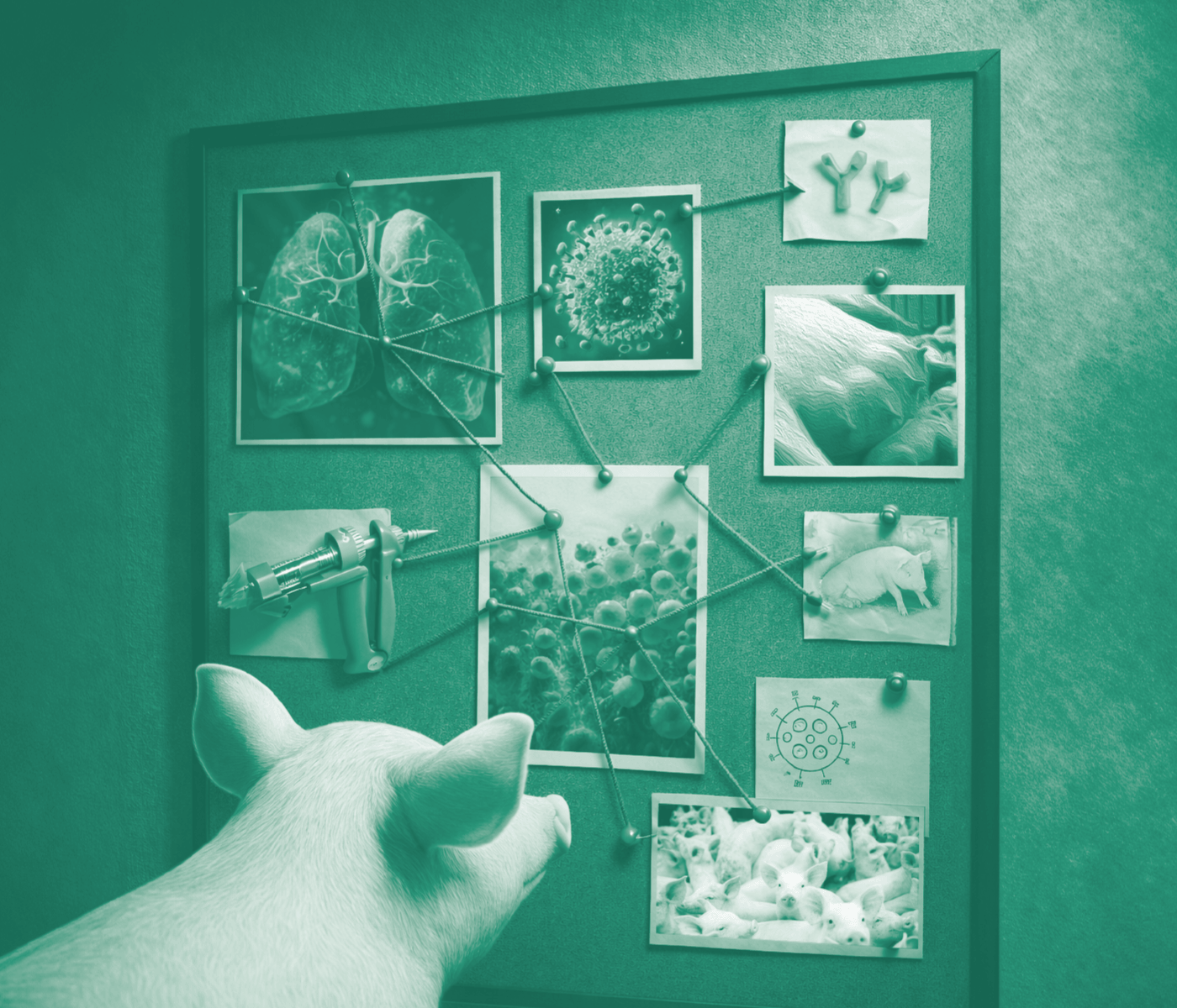 ¿Por qué se incrementan los problemas de Mycoplasma hyopneumoniae?