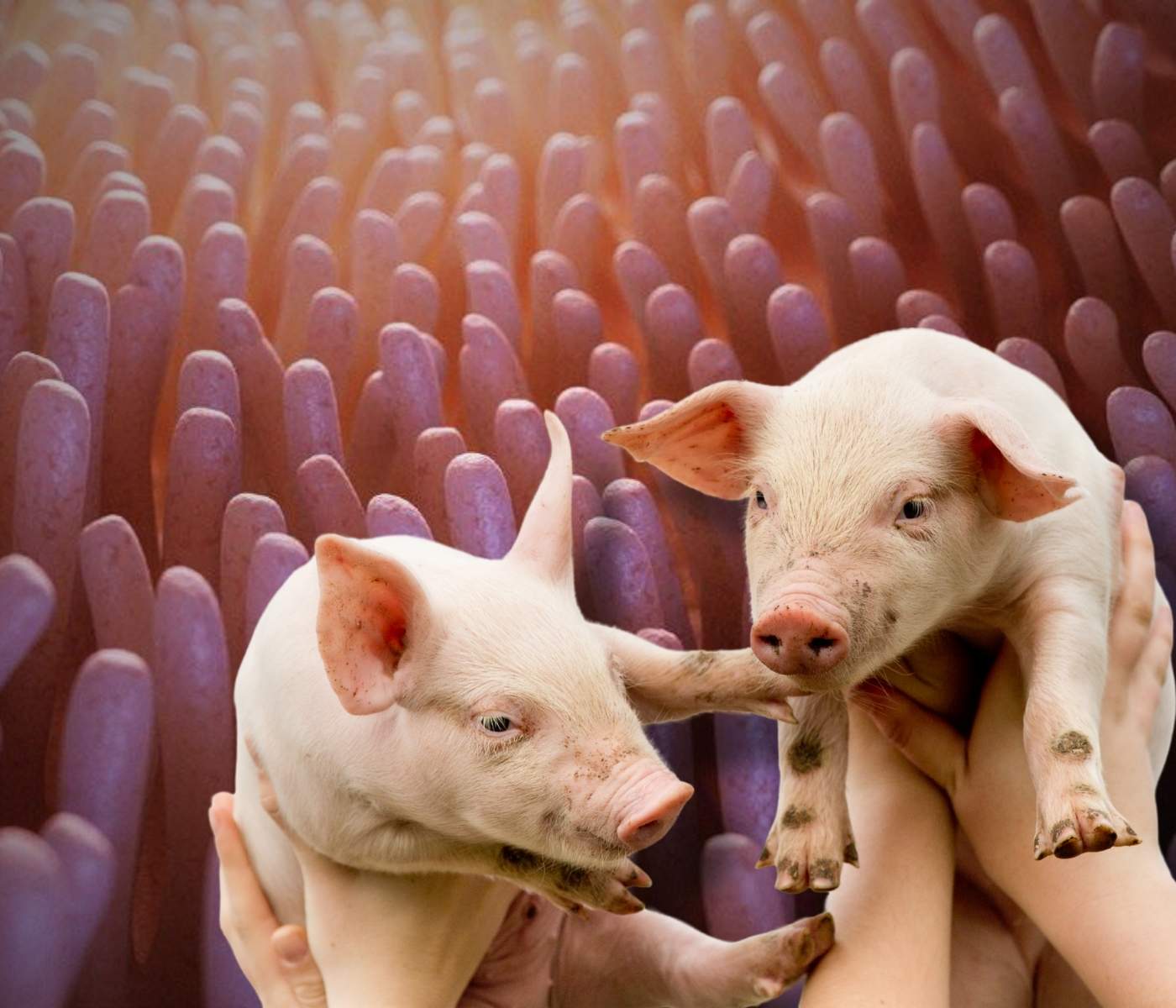 Estrategias para mejorar la integridad de la barrera intestinal del lechón en ausencia de antibióticos