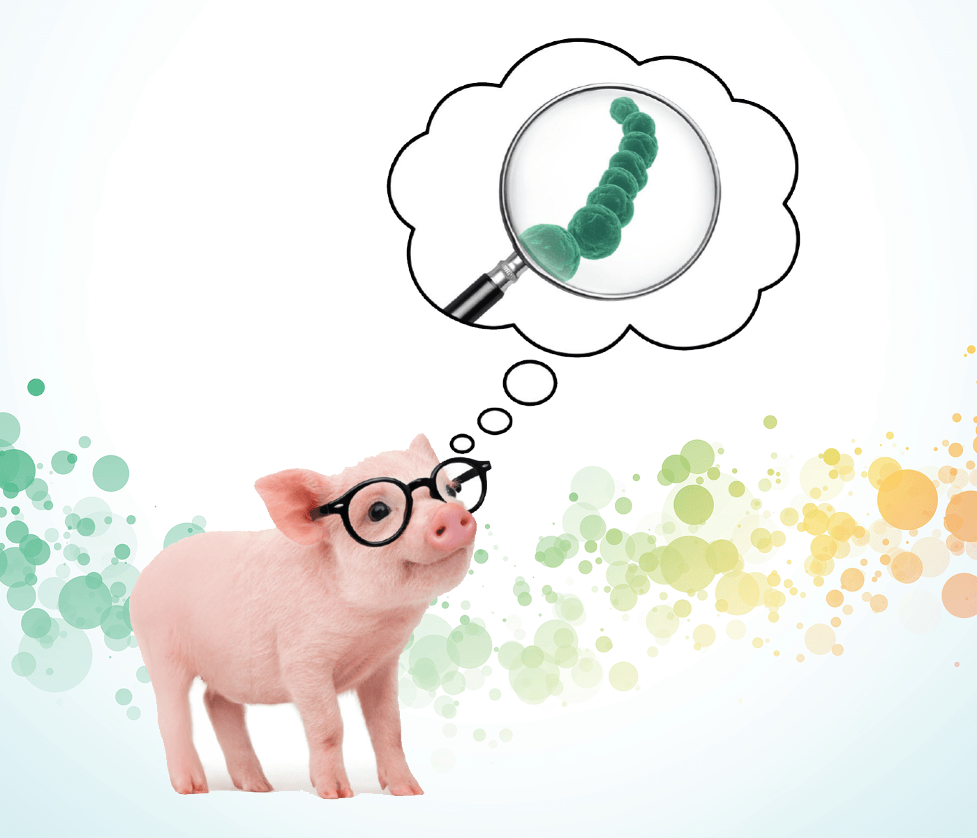 Control de Streptococcus suis en tiempos de restricción antibiótica