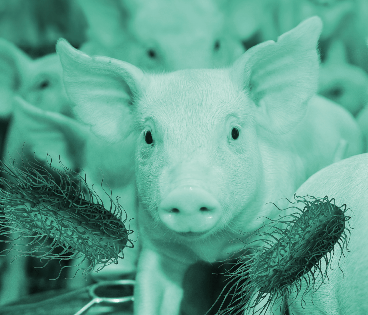 Efecto de la vacunación oral sobre el rendimiento de lechones infectados con Salmonella Typhimurium sin signos clínicos evidentes